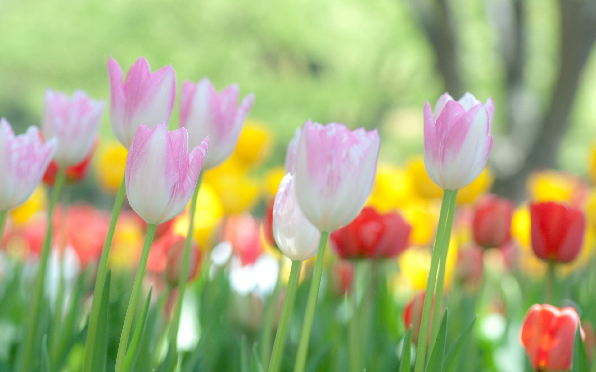 tulipany kwiaty fokus makro kwiaty natura makro zdjęcie tapety kwiaty tulipany bokeh tapety na pulpit tapety na pulpit najlepsze tapety na pulpit wygaszacze ekranu tapety panoramiczne tapety panoramiczne tapety wielkoformatowe pobierz