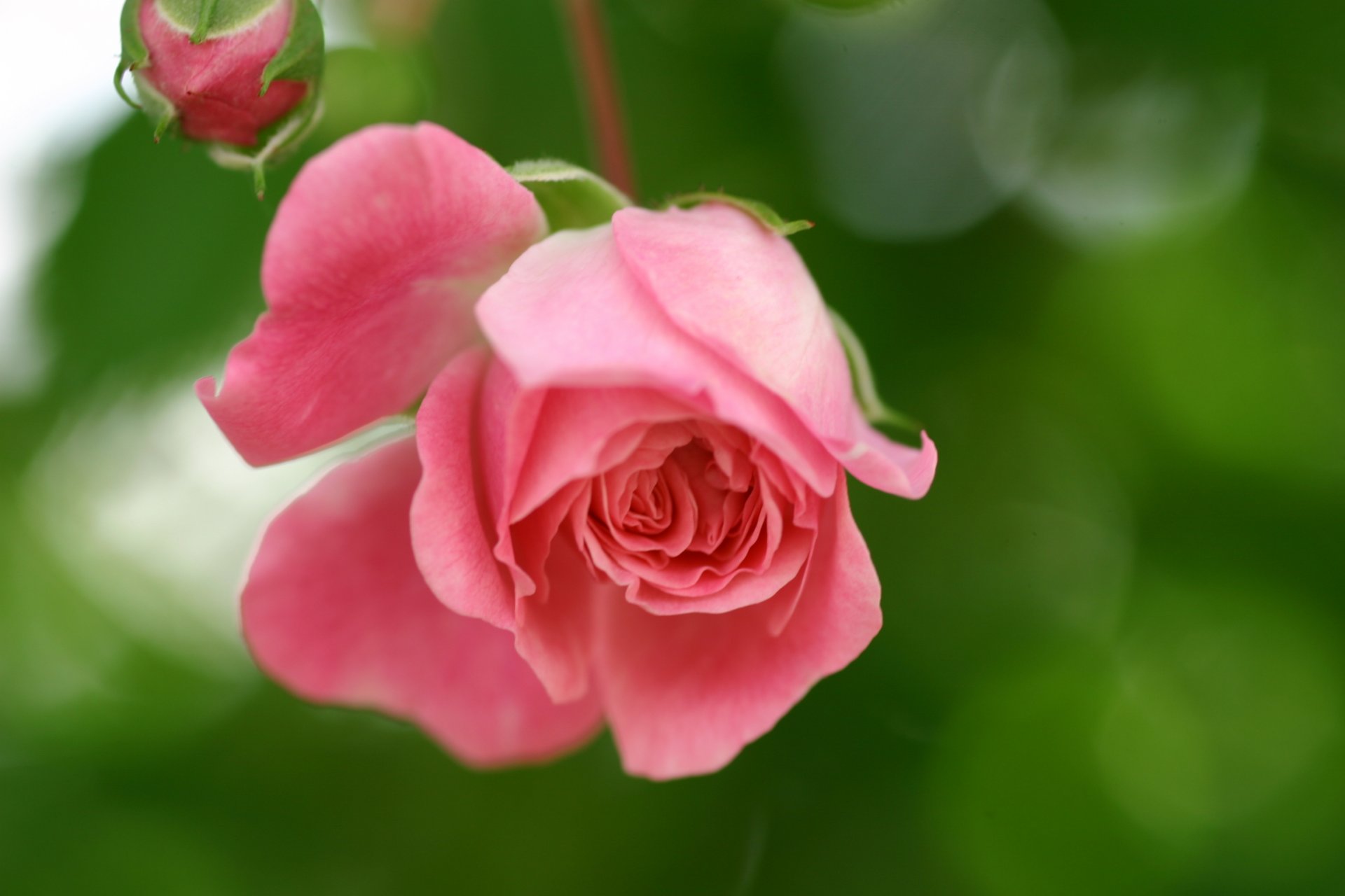 rose pink flower petals bud green nature reflections blur close up