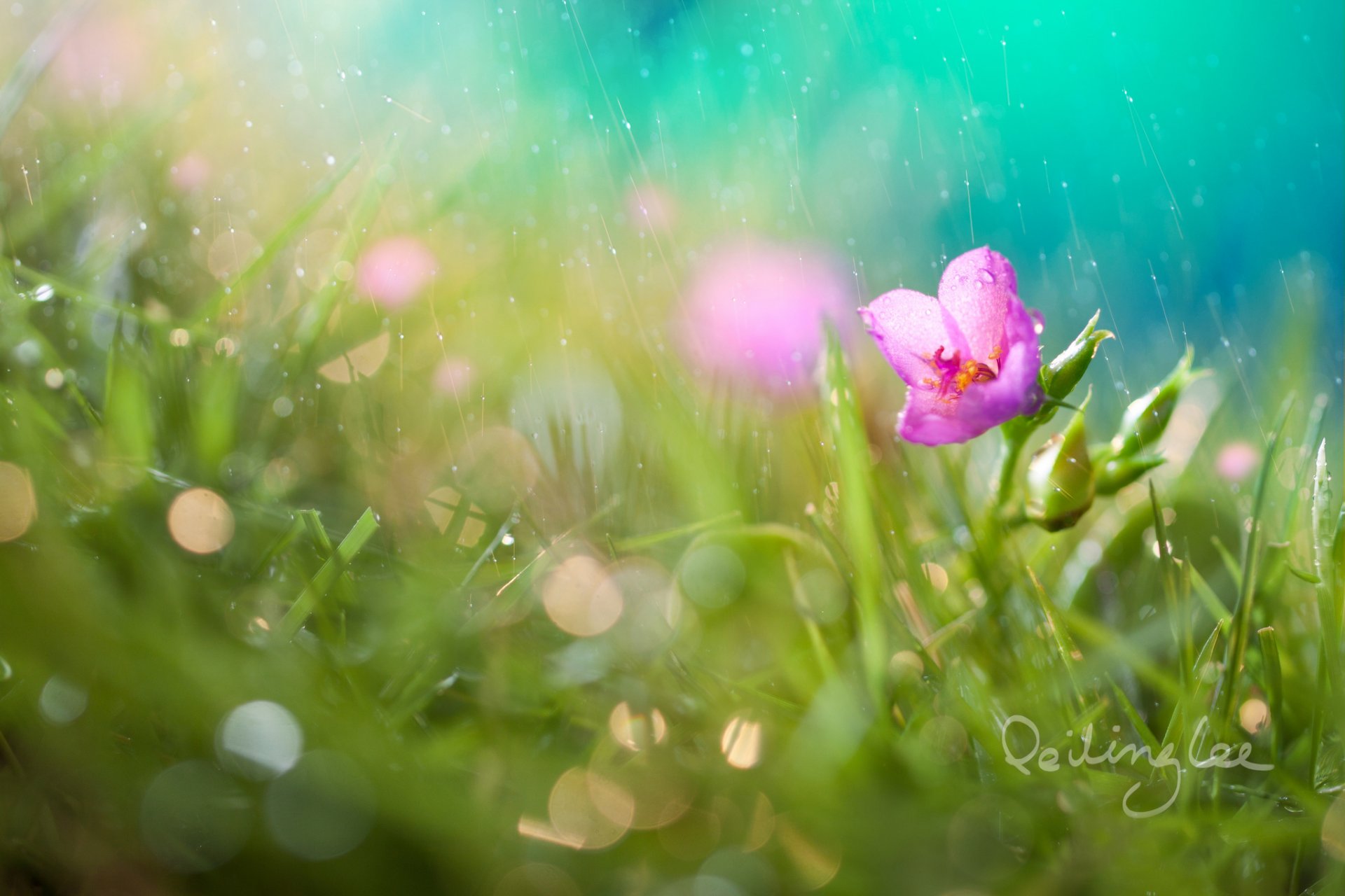 fleur herbe bokeh gouttes pluie