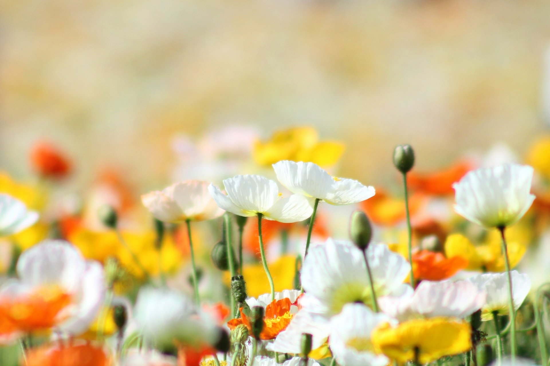 coquelicots fleurs jaune blanc orange clairière été chaleur soleil lumière lumineux nature