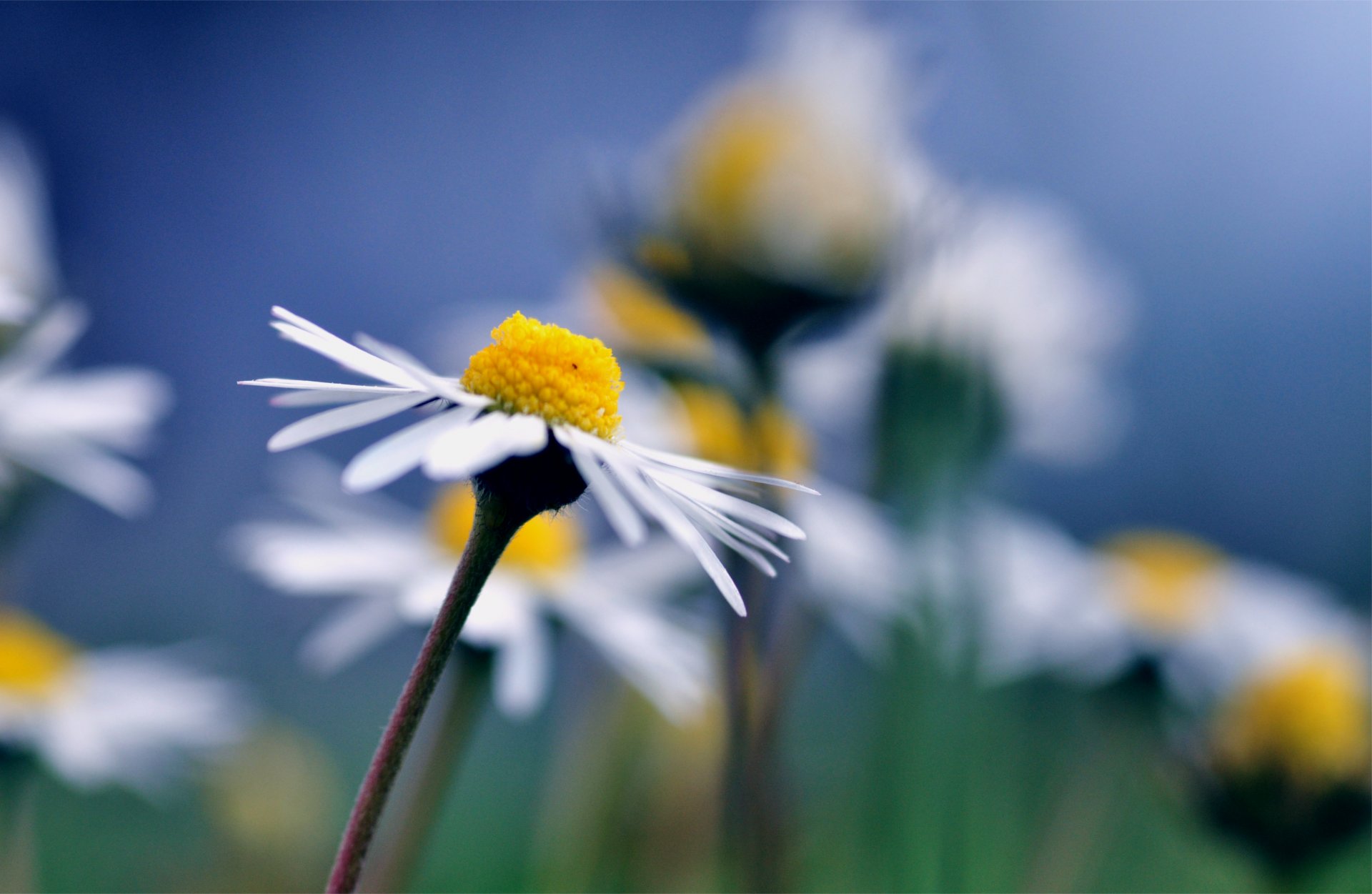 marguerites macro flou bleu fond