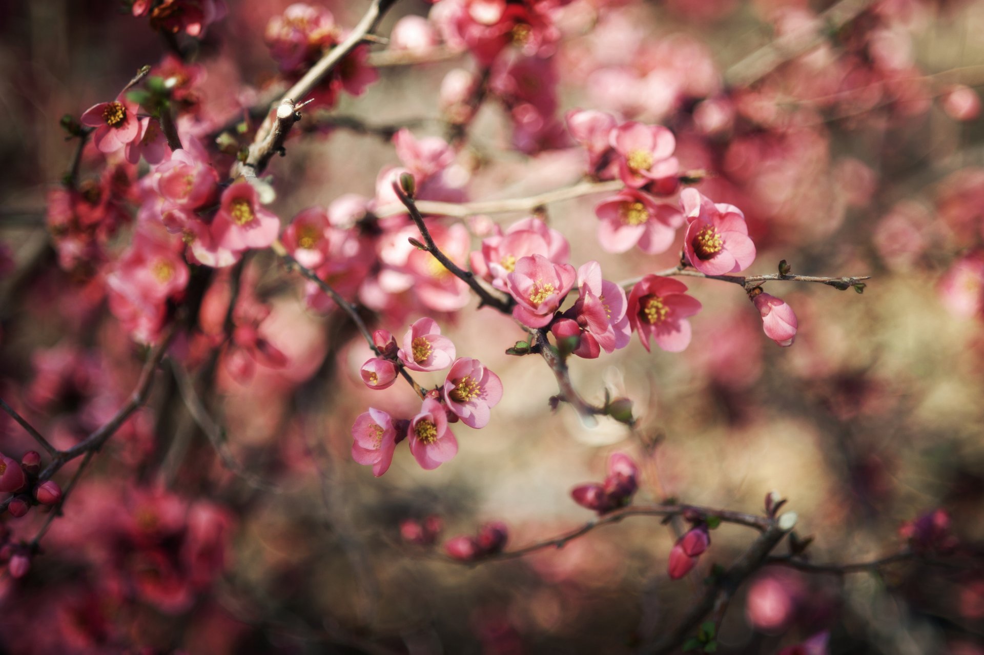 blumen blüte zweige natur pflanze bokeh unschärfe