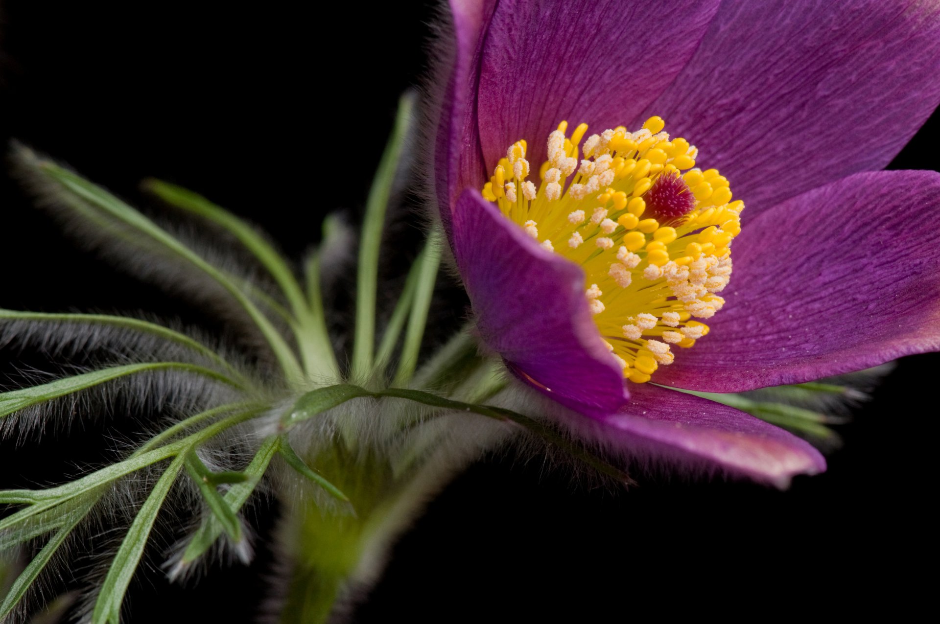 flower son-grass petals stamens black background close up