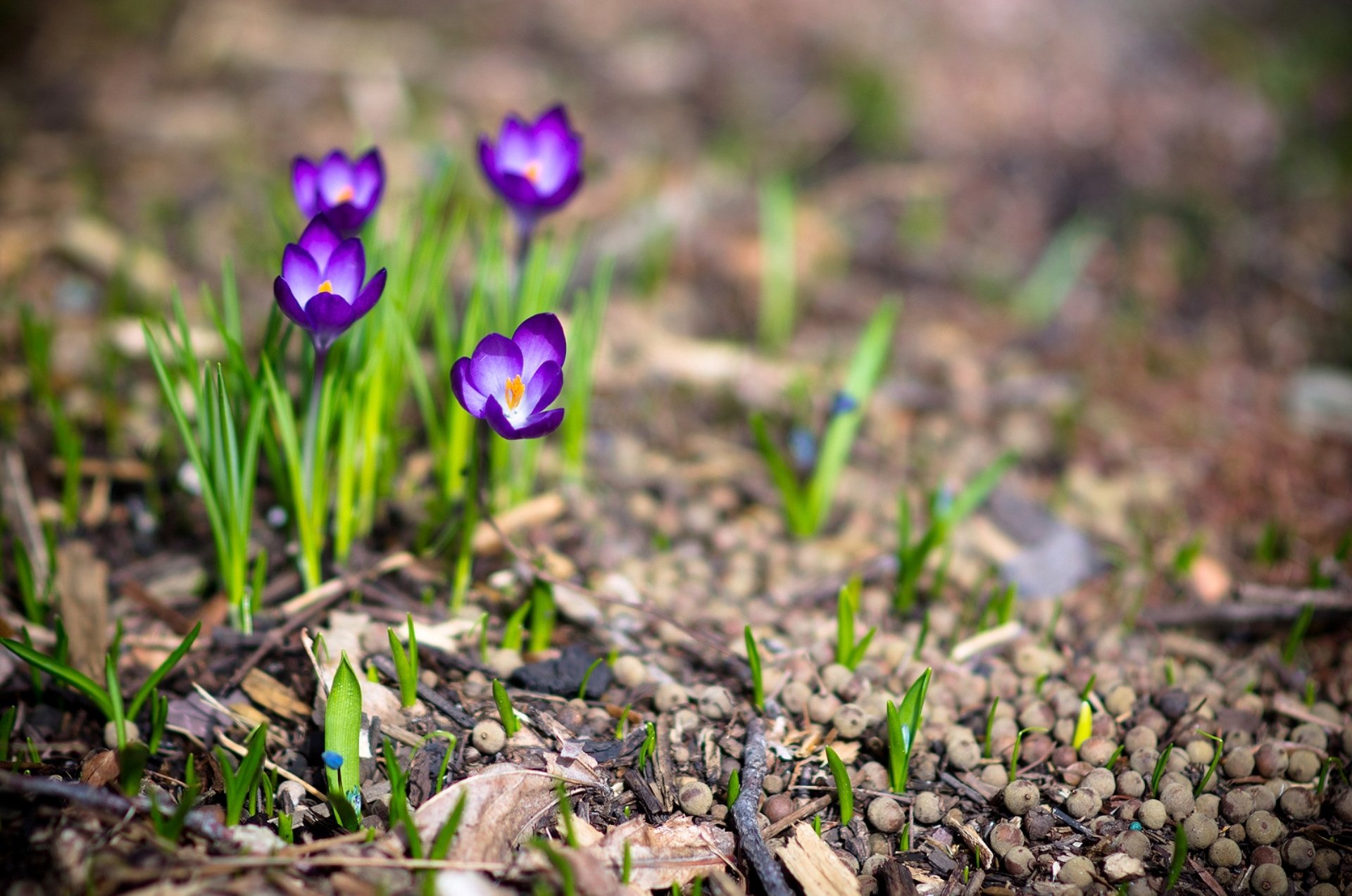 natura rośliny kwiaty wiosna krokusy makro zdjęcia