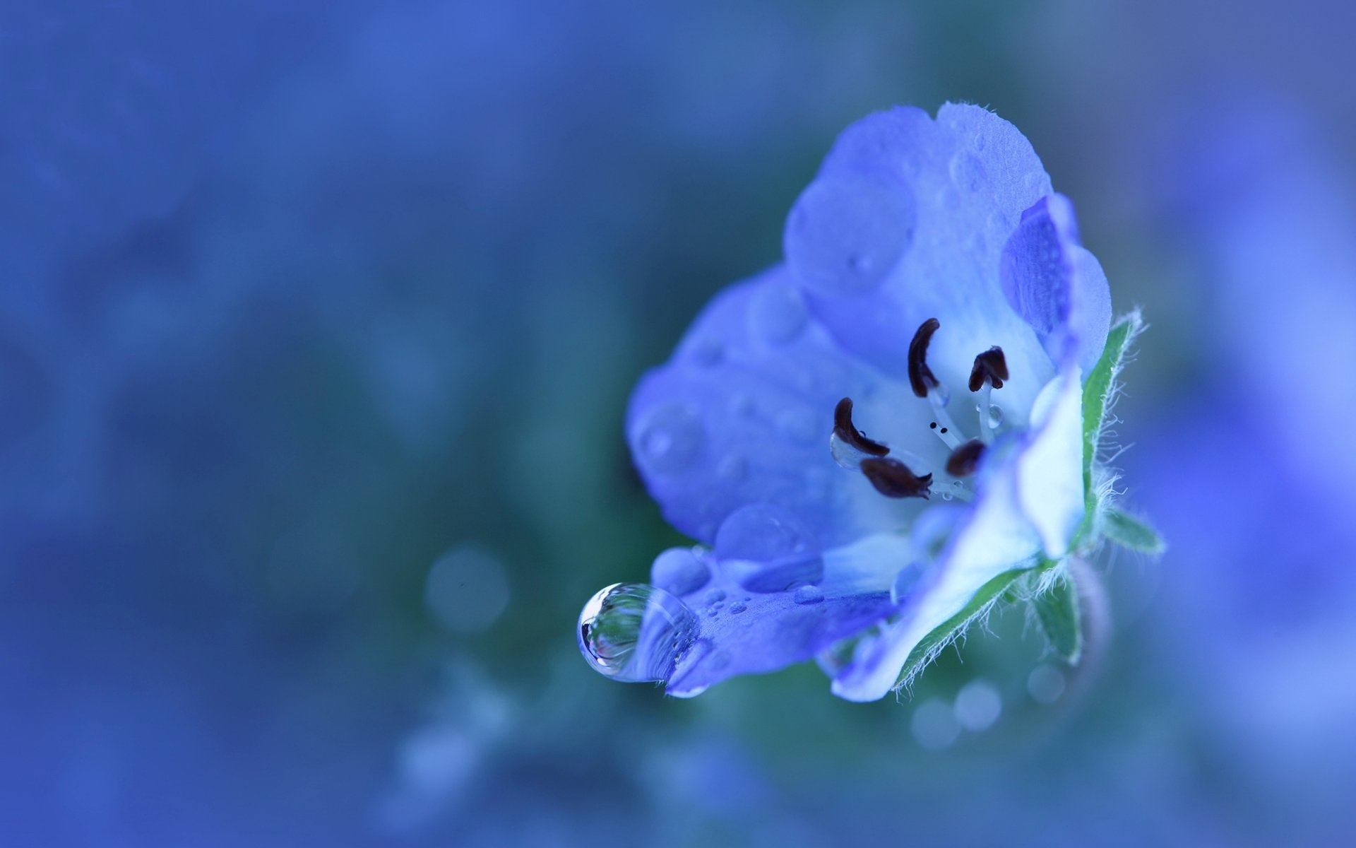 blume blau blau klein blütenblätter pflanze tropfen tau wasser regen frische farbe natur makro