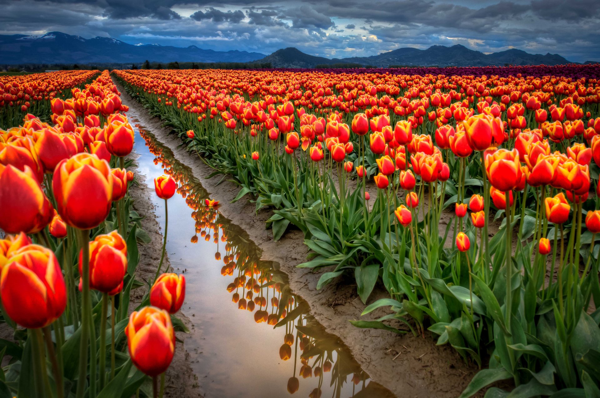 ky clouds mountain the field tulips water ditch reflection spring