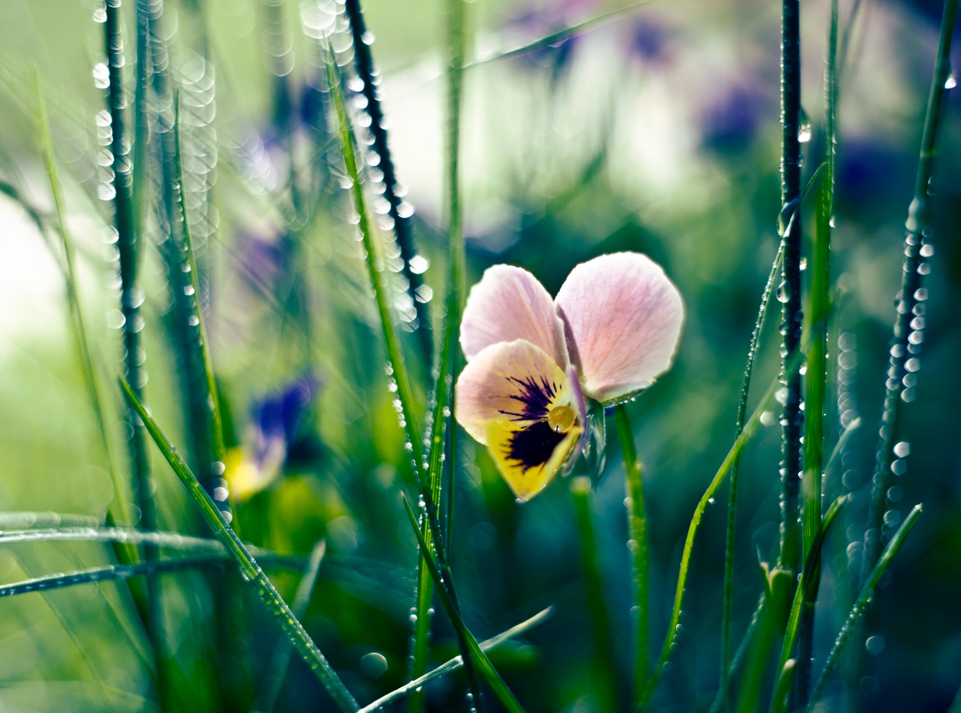 gras tau tropfen blume stiefmütterchen