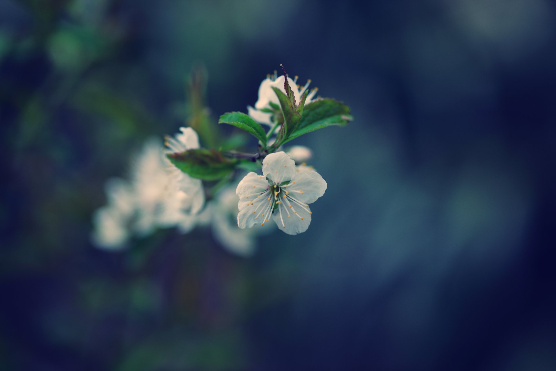 primavera ciliegia fiori albero foglie