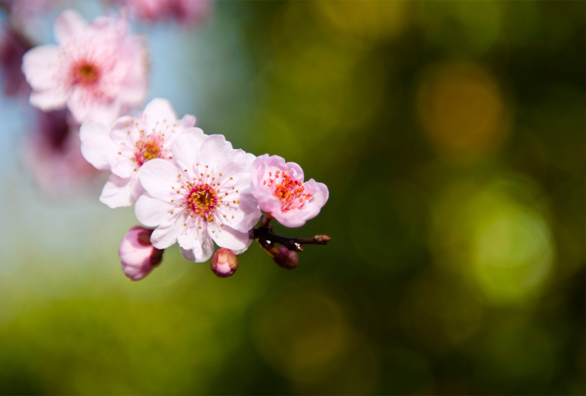 akura pink petals buds branch twig green background macro blur focus glare