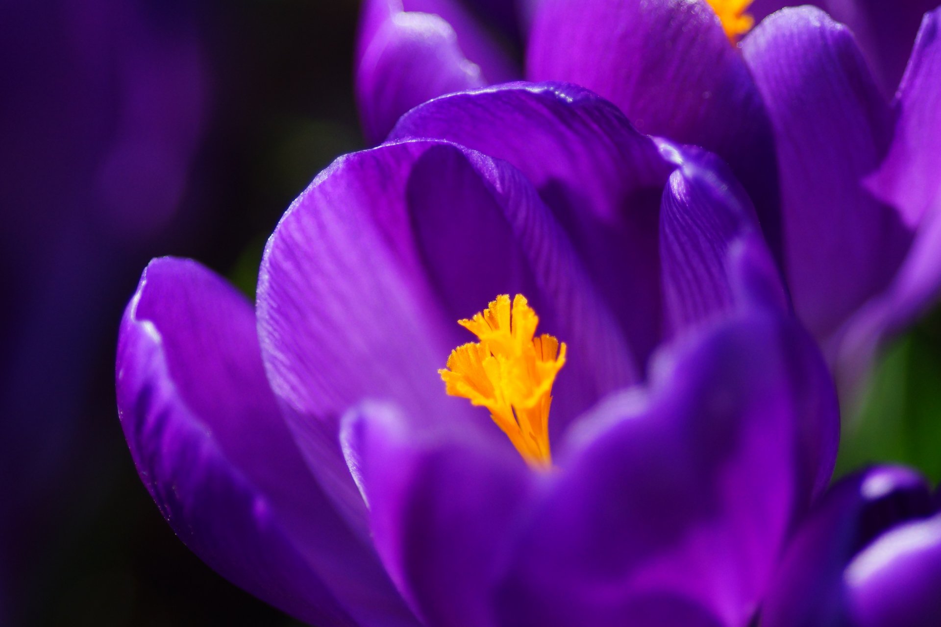 crocus lilas violet pétales gros plan