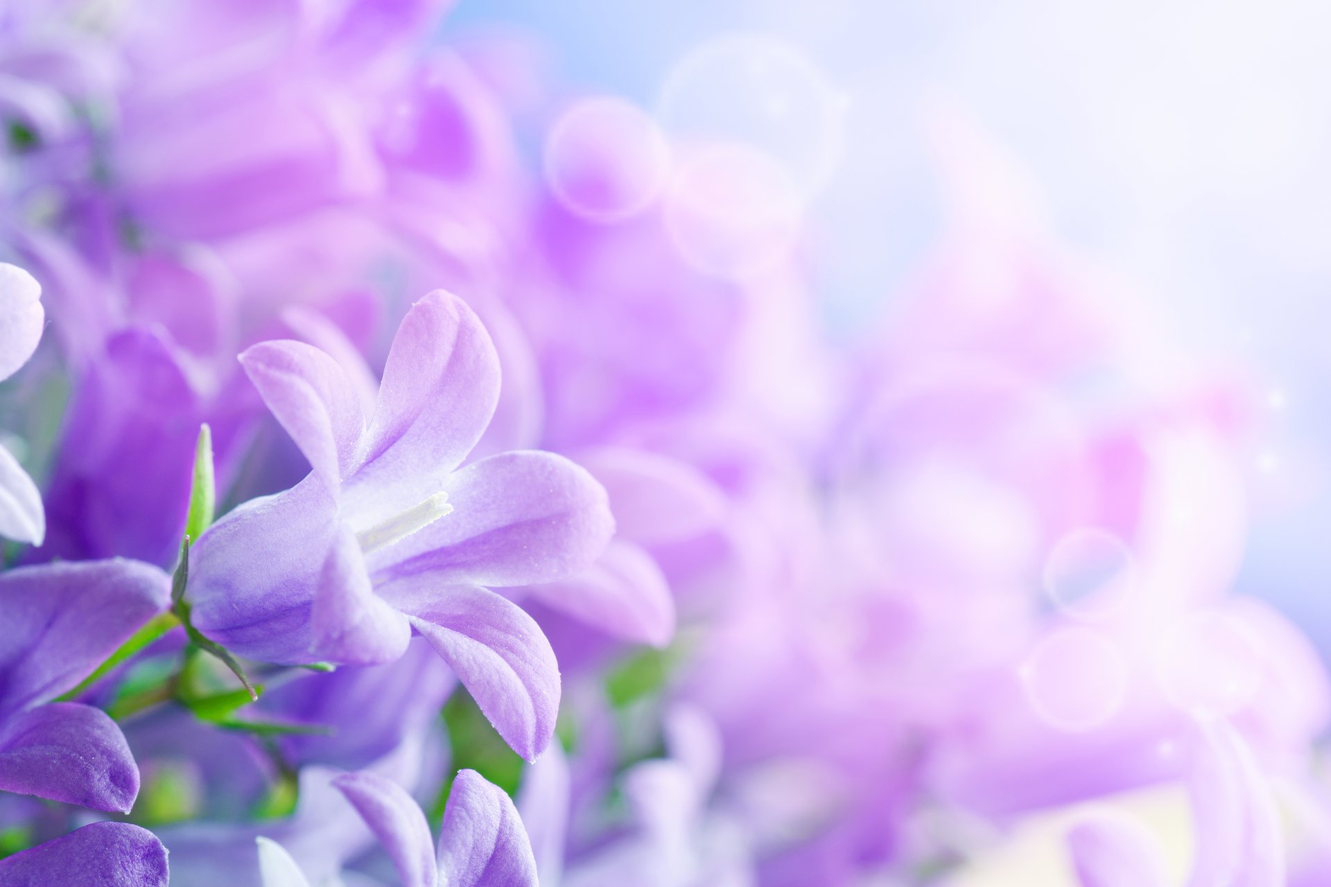 flores hermoso pétalos hojas hd 8 marzo día mundial de la mujer bokeh desenfoque vainilla vainilla campanas