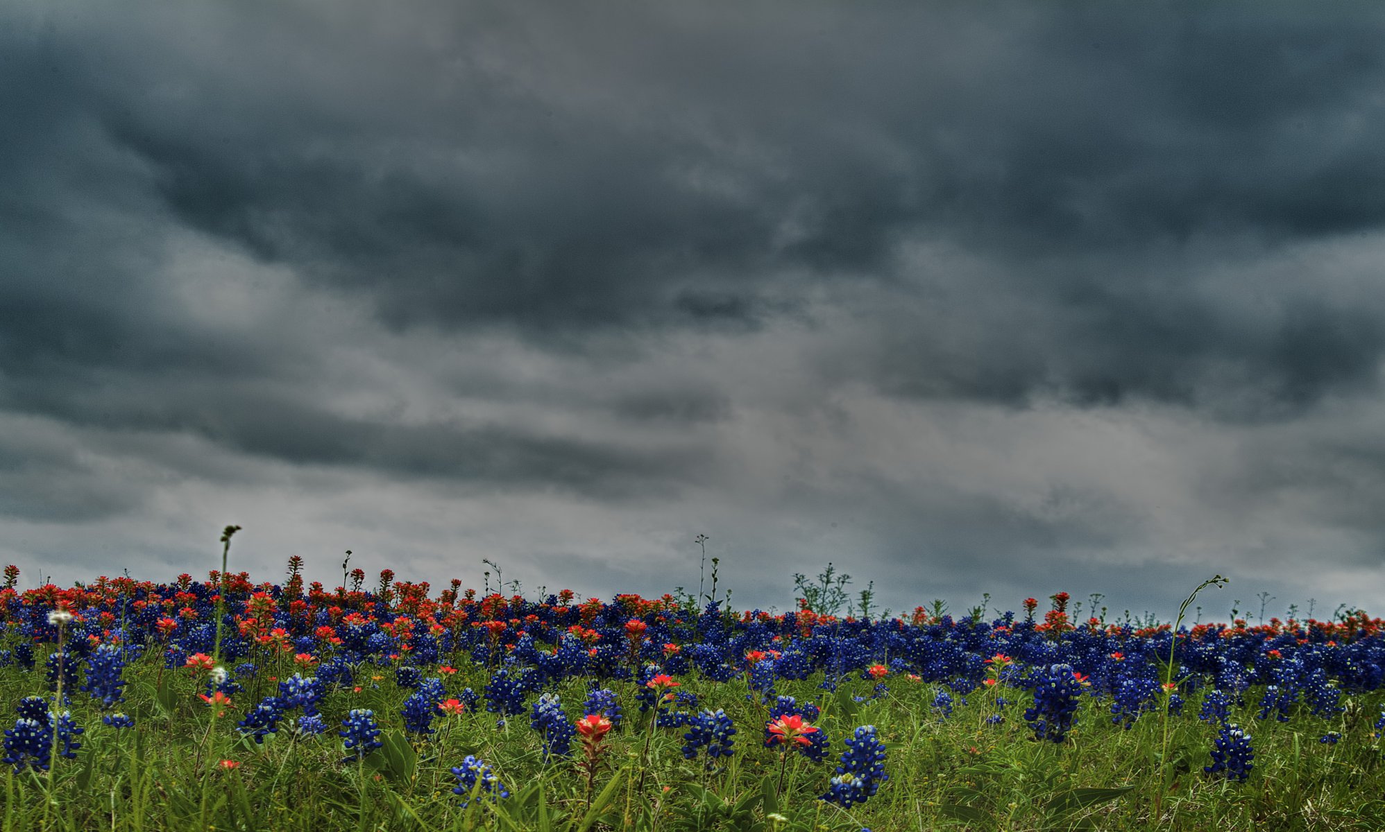 nature hdr couleurs fleur fleurs champ prairie ciel nuages cool nice champs prairies belle cool bon