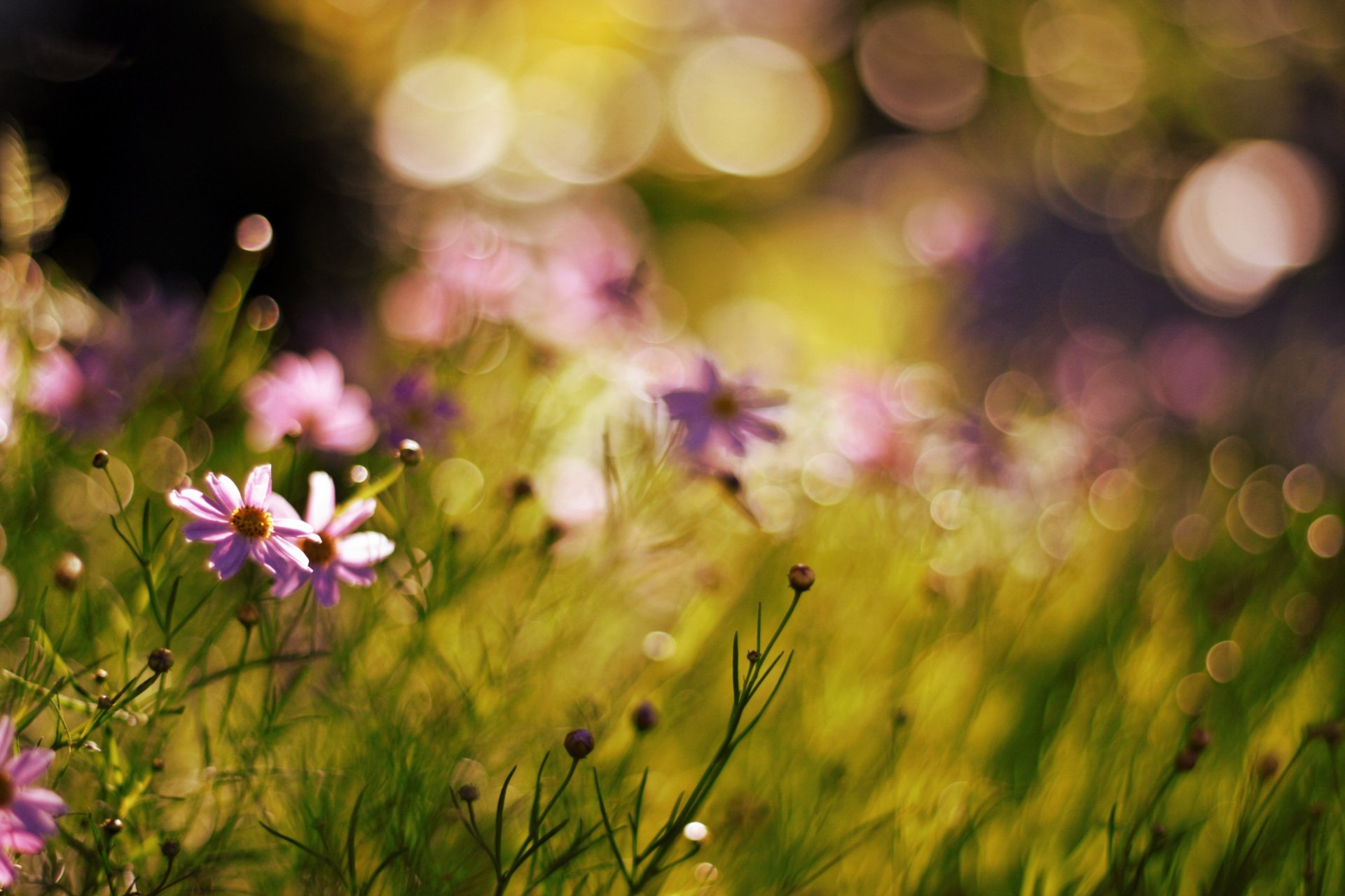 fleurs nature bokeh flou plantes