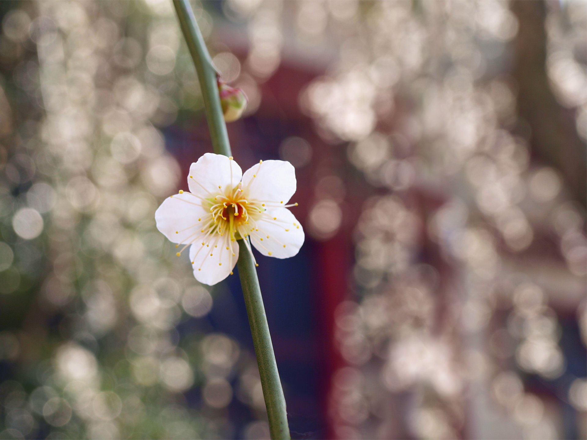 weiß blume blütenblätter knospe zweig makro unschärfe blendung