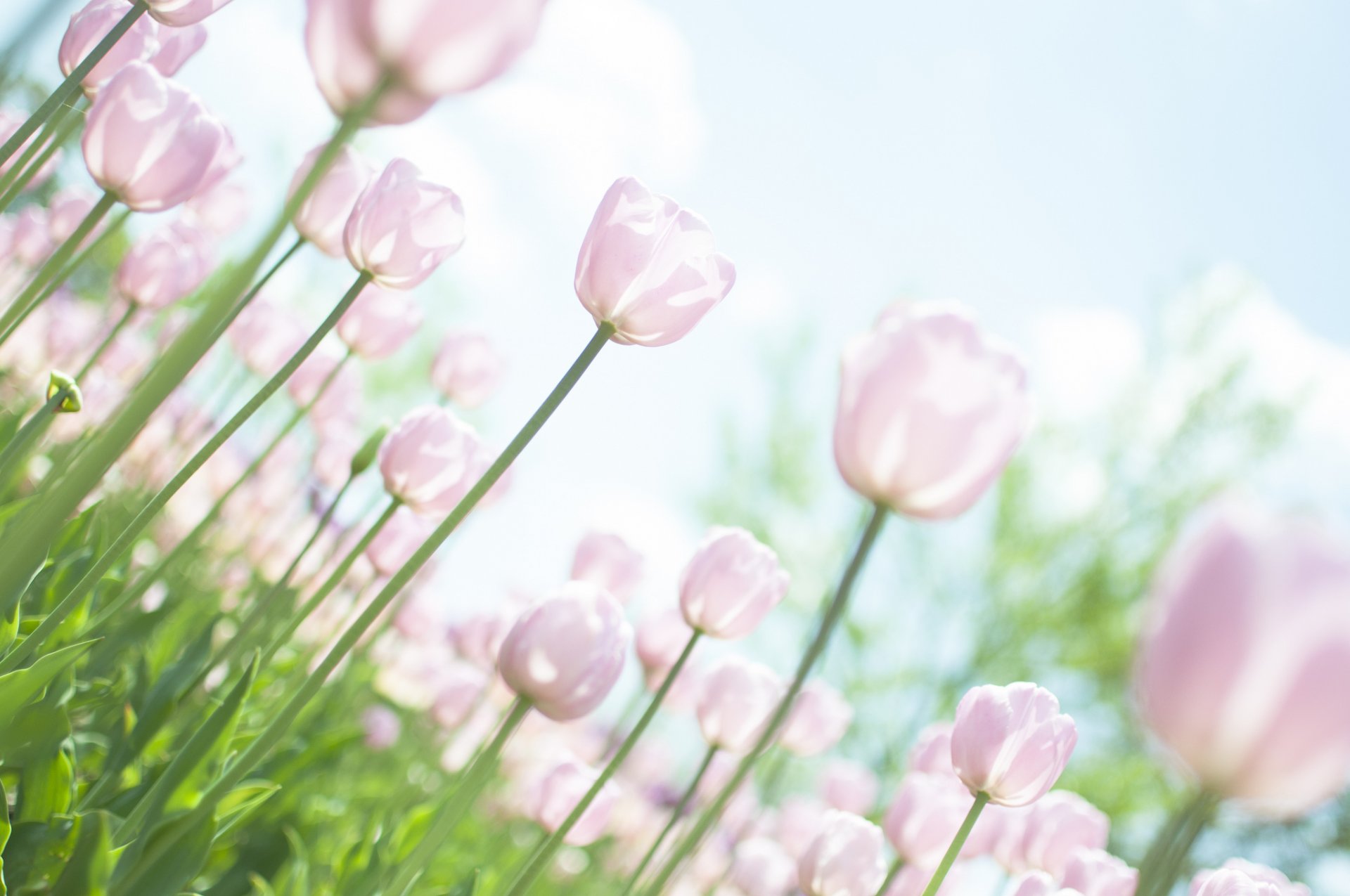 tulipes rose blanc tiges fleurs feuilles plantes clairière ciel lumière soleil printemps tendresse nature