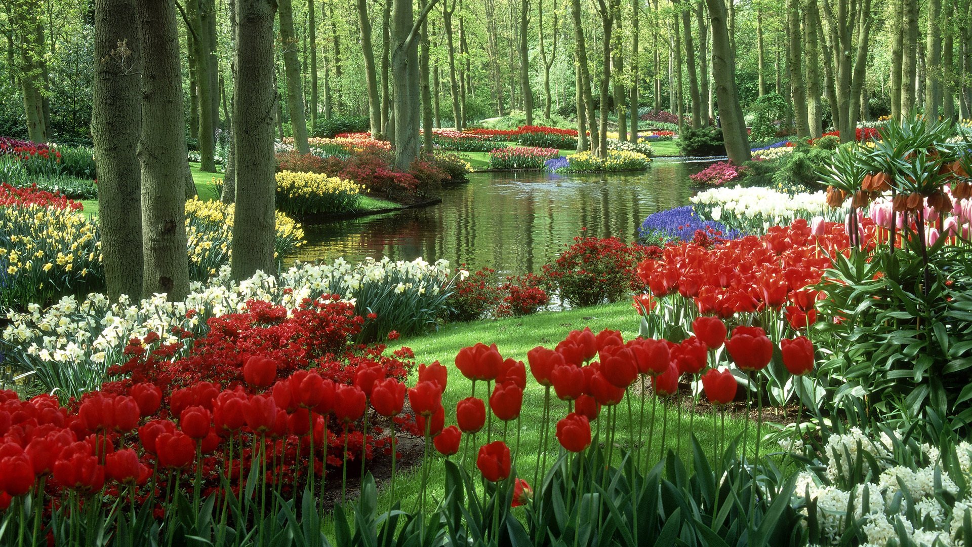 keukenhof gärten tulpen keukenhof garten niederlande