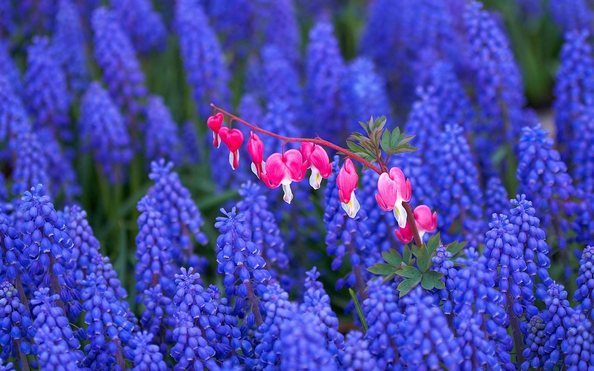 flower the field field purple broken heart pink