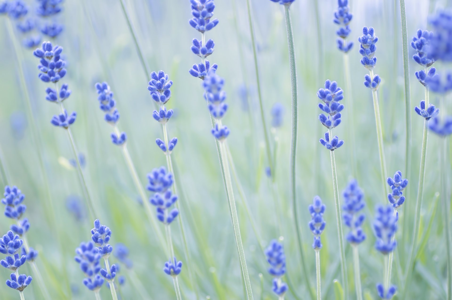 lavender flower stems focus blur nature close up