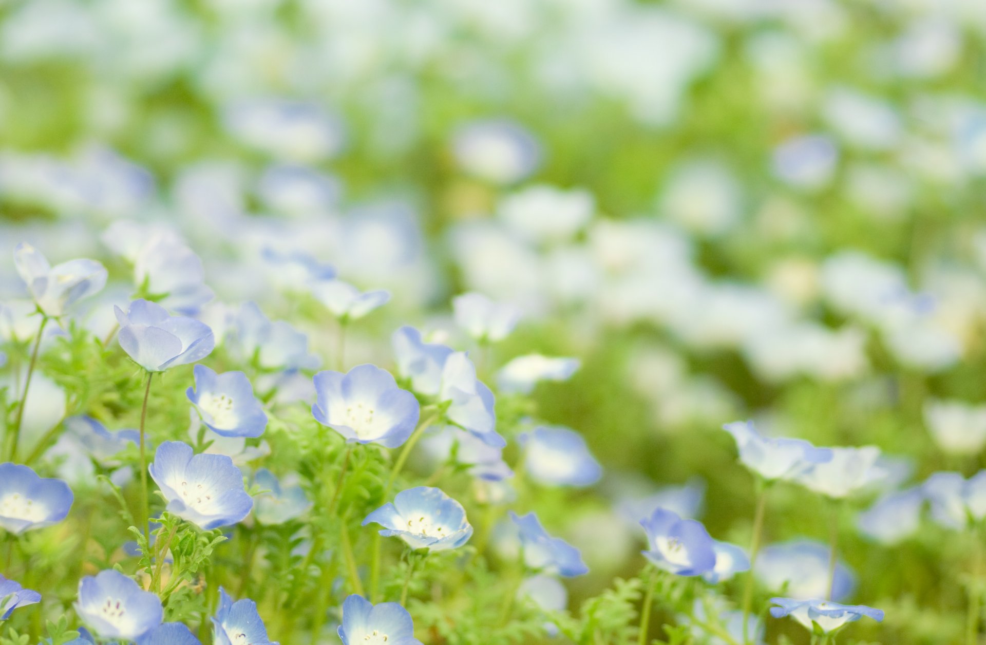 fleurs bleu verdure vert clairière plantes herbe printemps tendresse flou lumière gros plan