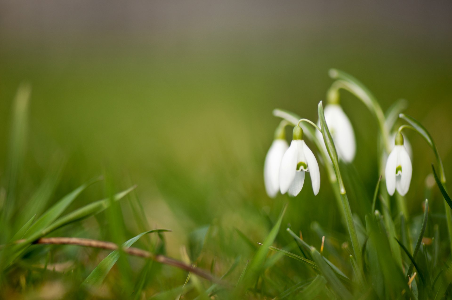 blumen schneeglöckchen weiß hintergrund grün