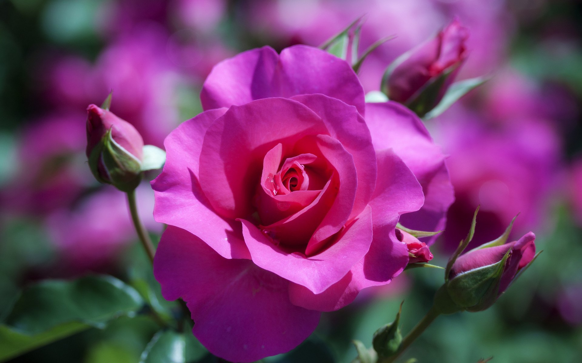 rosa fiore pianta sfocatura macro