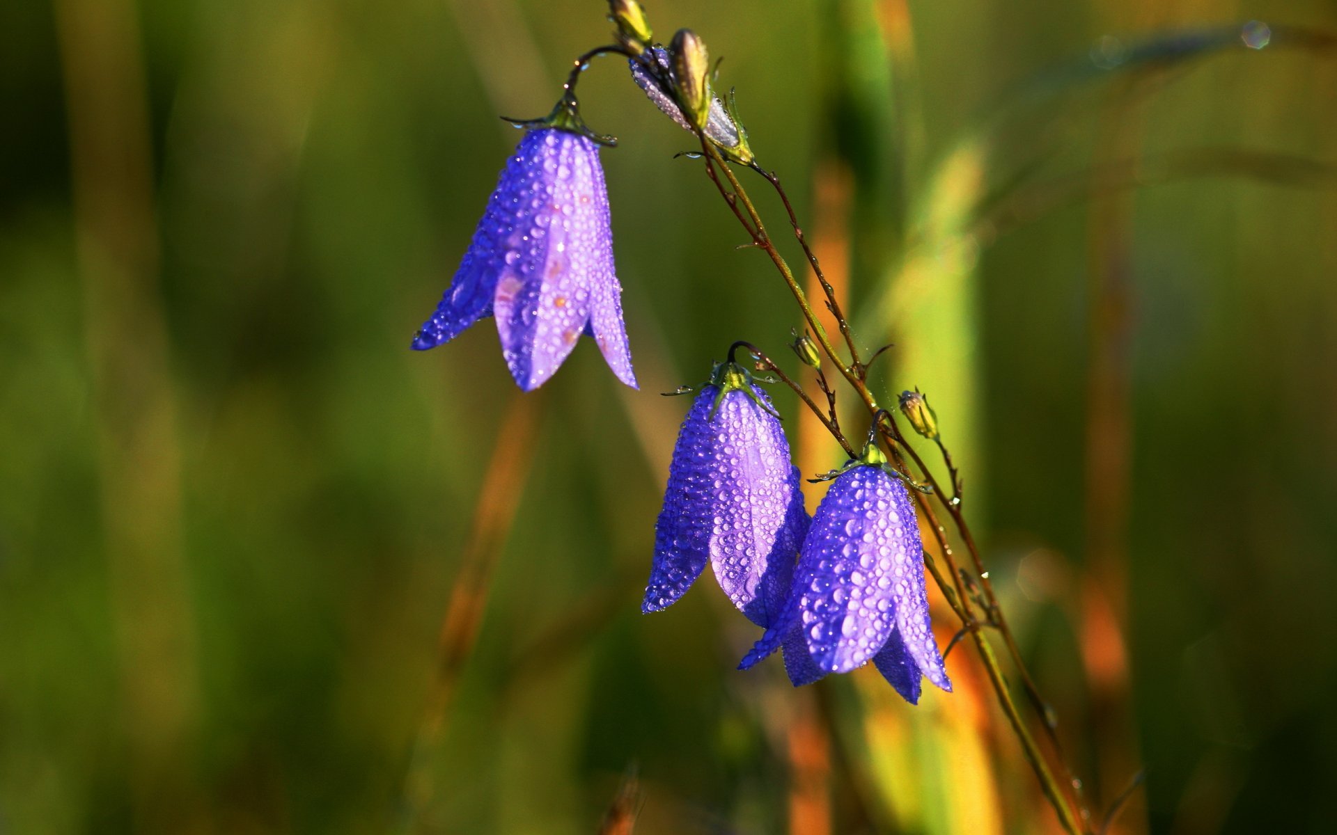 fleurs gouttes nature