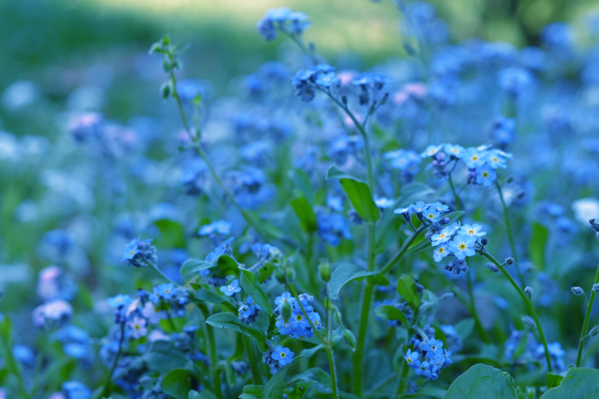 myosotis bleu bleu fleurs verdure plantes couleur nature flou luminosité macro