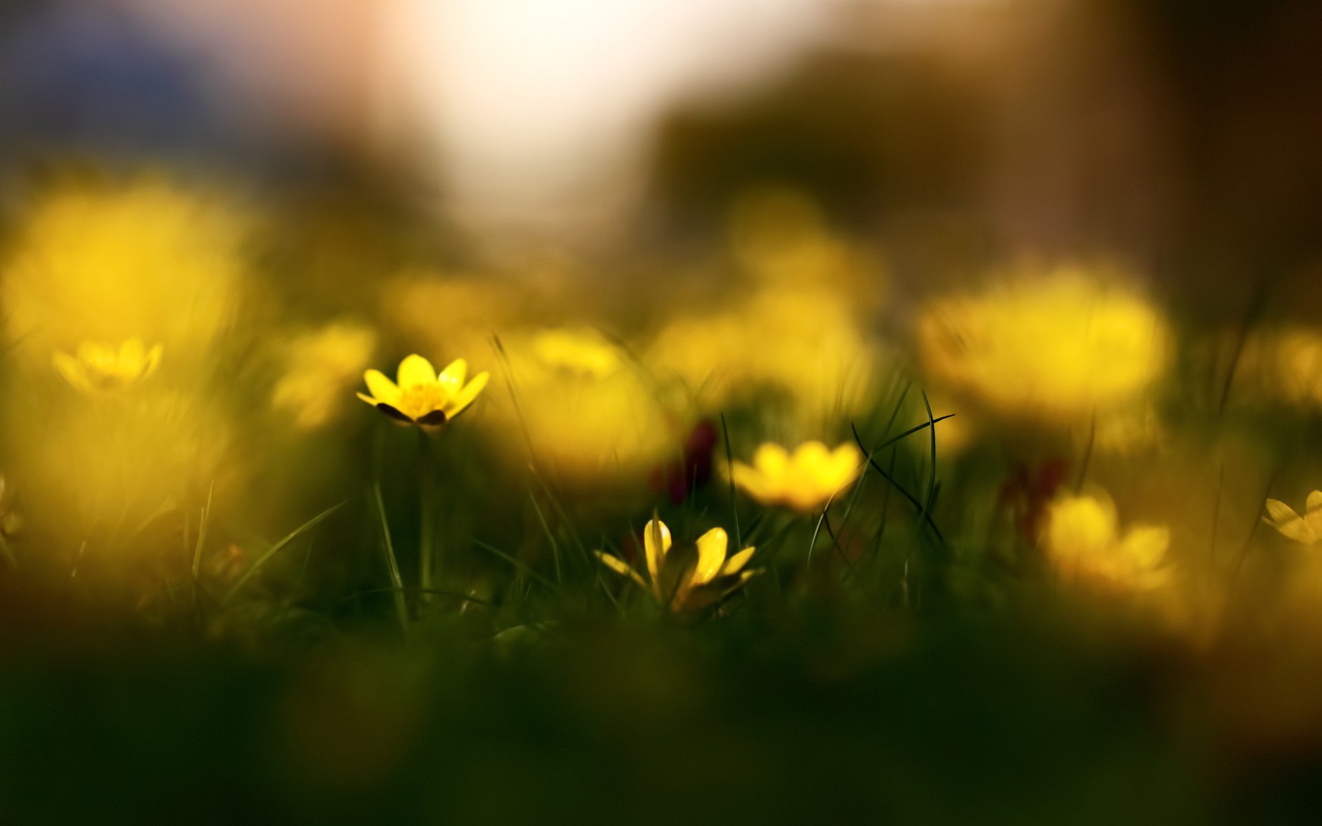 chélidoine fleurs herbe nature printemps flou bokeh gros plan