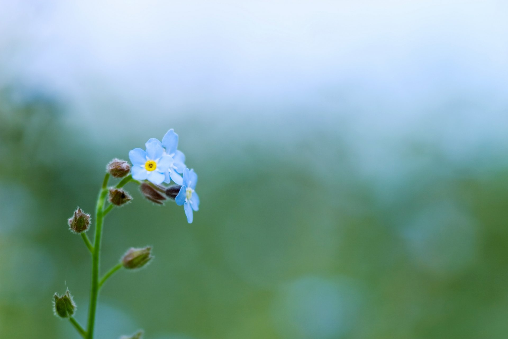 vergissmeinnicht blau blumen pflanze grün farbe grün natur zärtlichkeit blendung makro frühling