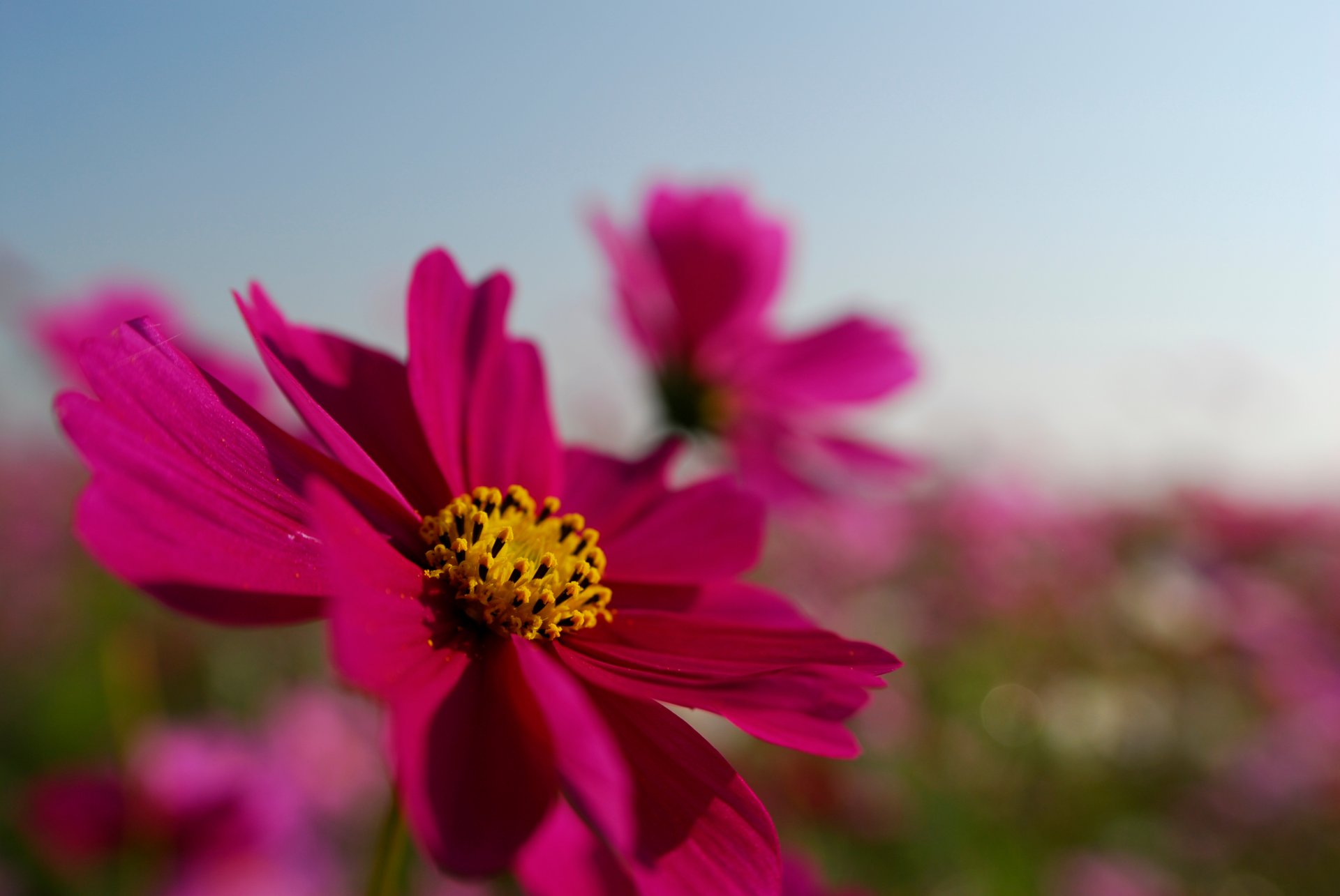 blume kosmea rosa hell blütenblätter himmel feld sommer makro