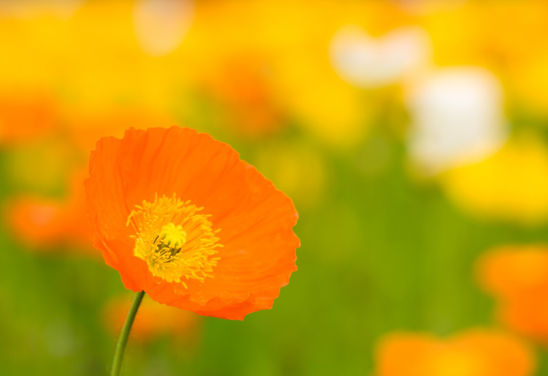 coquelicot orange jaune fleur bourgeon pétales lumineux clairière couleur été chaud macro