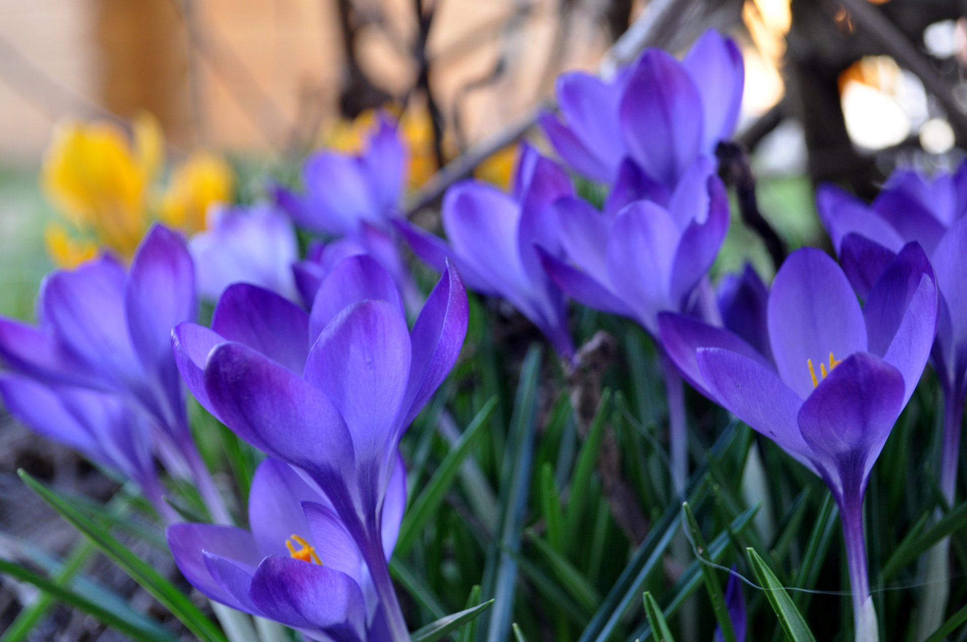 crocus lilas jaune herbe printemps macro flou