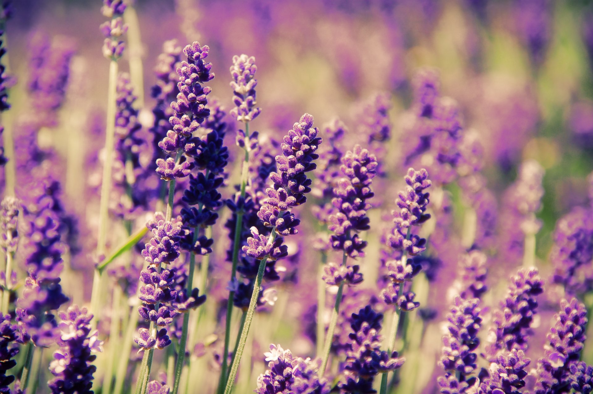 flower lavender the field spring