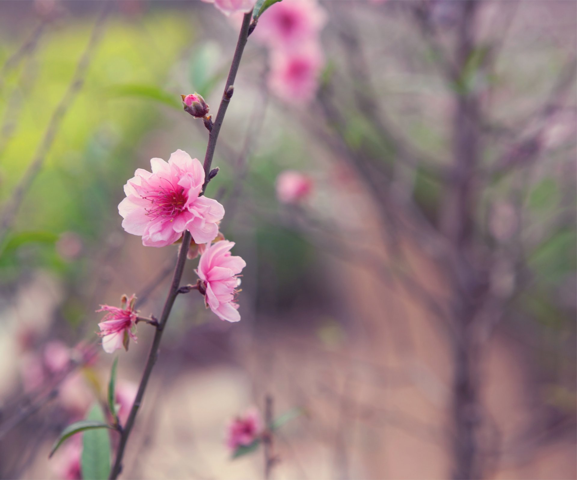 japonia wiosna drzewo gałązka sakura różowy kwiat pąki czułość makro rozmycie ostrość