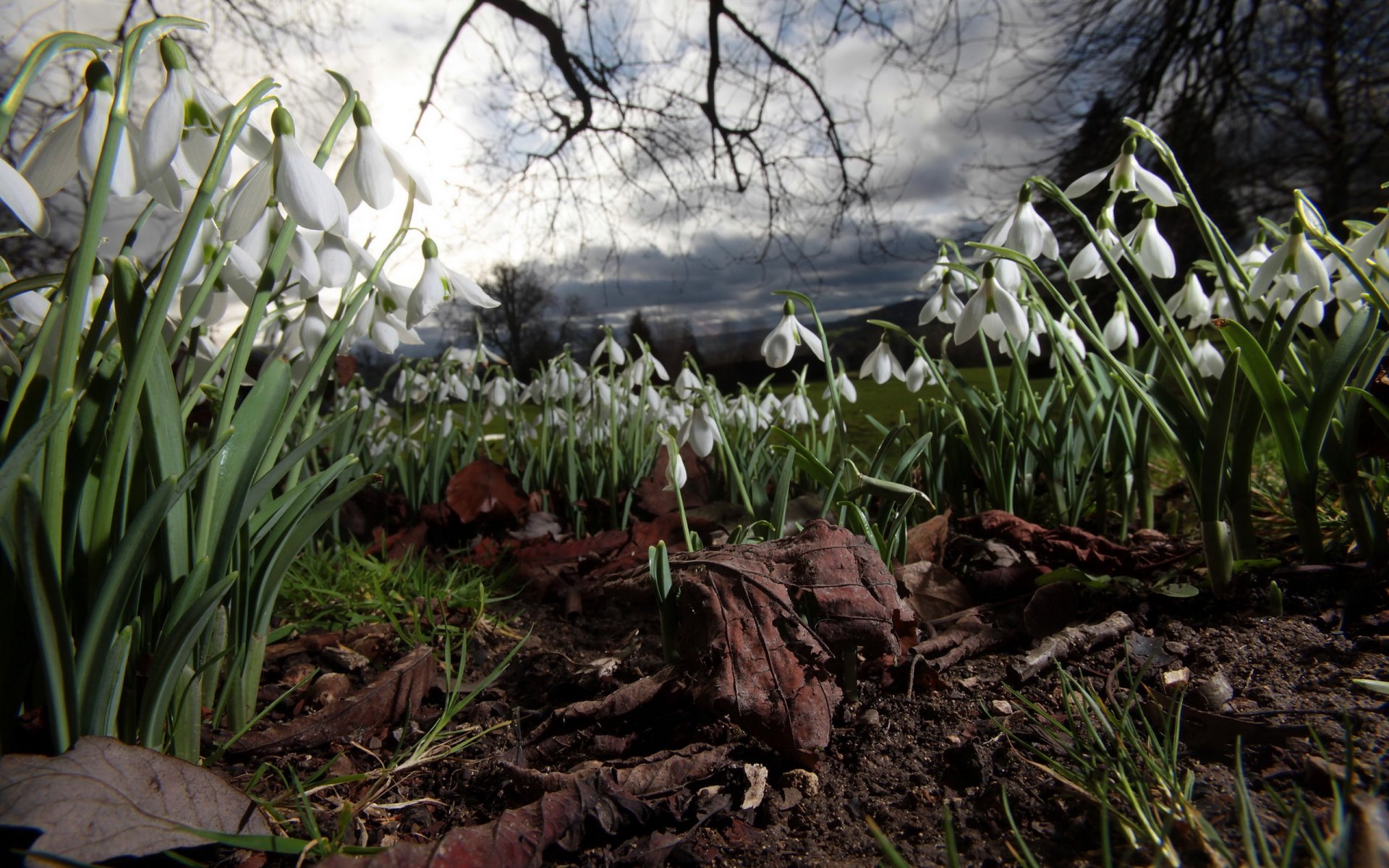 blumen natur nacht