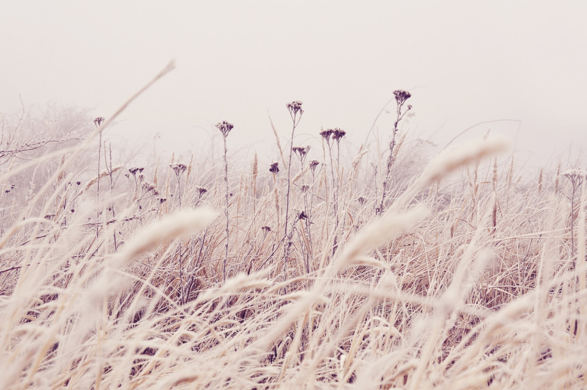 2560x1700 blumen pflanzen stängel feld gras natur sanft töne