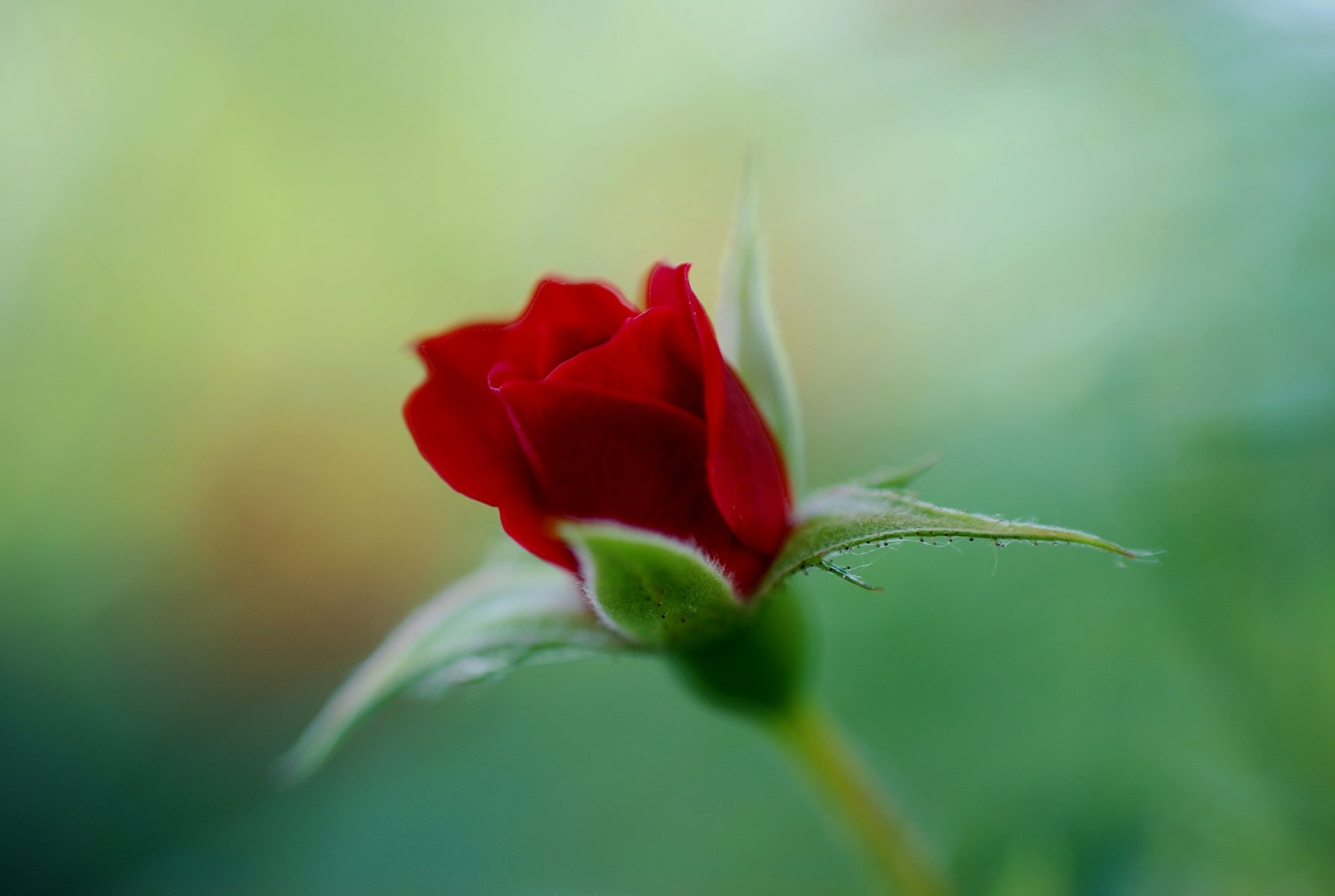 rosa rosso scarlatto bocciolo fiore verde colore sfocatura messa a fuoco natura macro