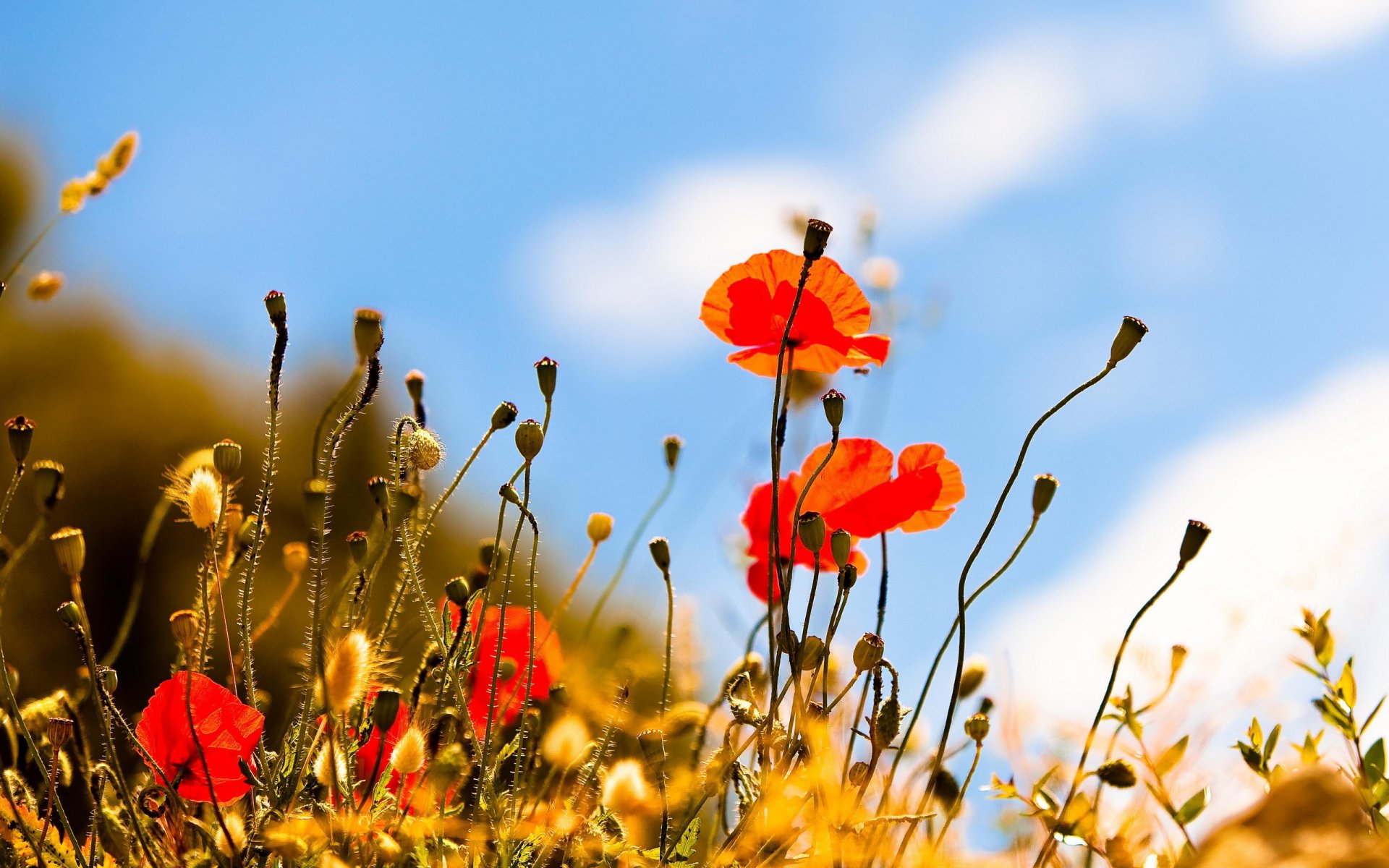 poppies summer sky nature