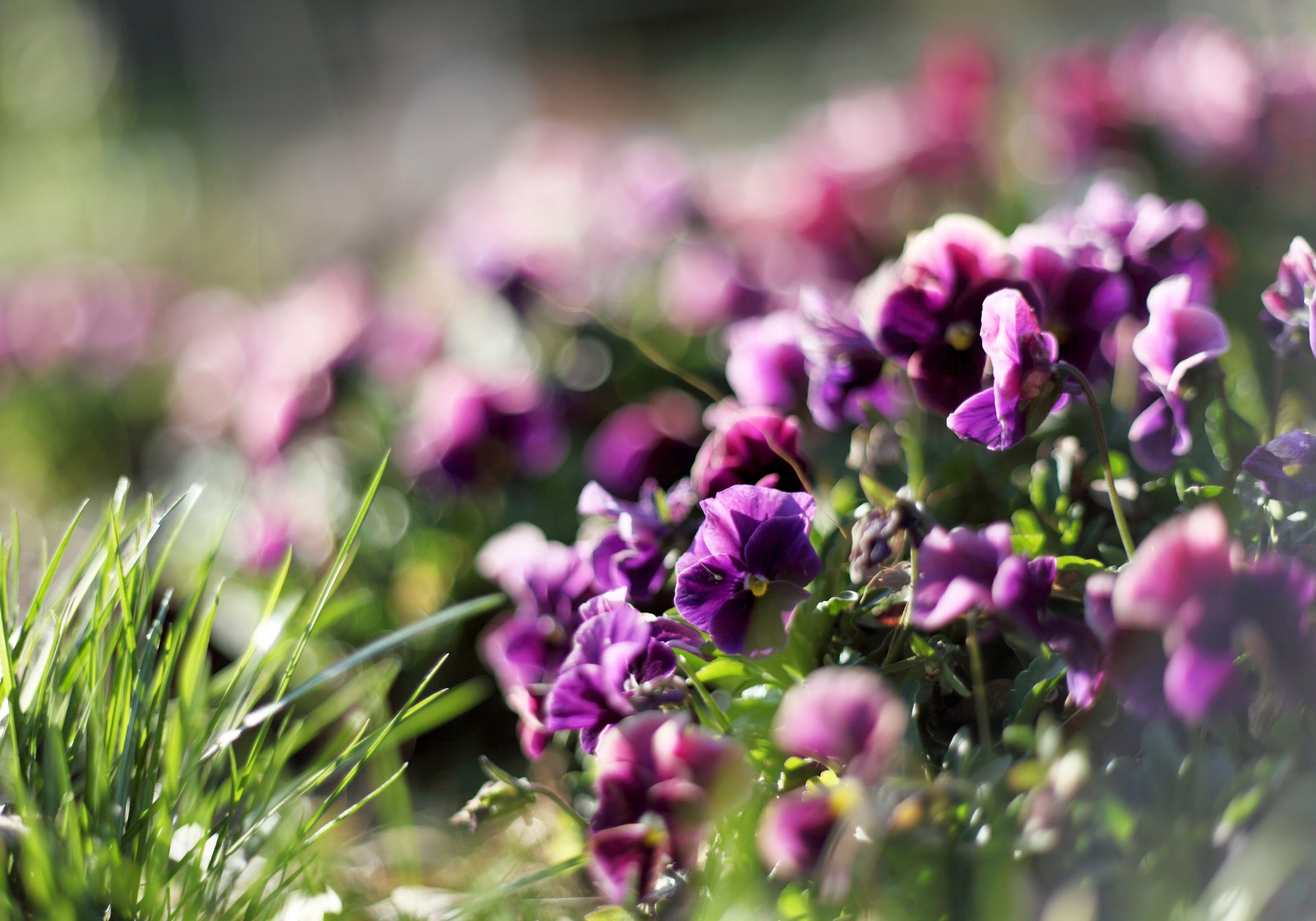 stiefmütterchen blumen lila veilchen pflanzen gras grüns blendung unschärfe licht strahlen frühling natur