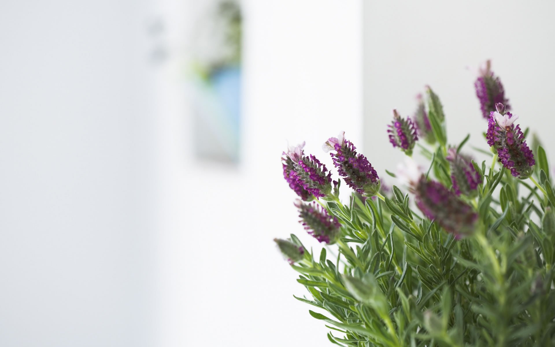 close up flower rosemary purple leaves branche