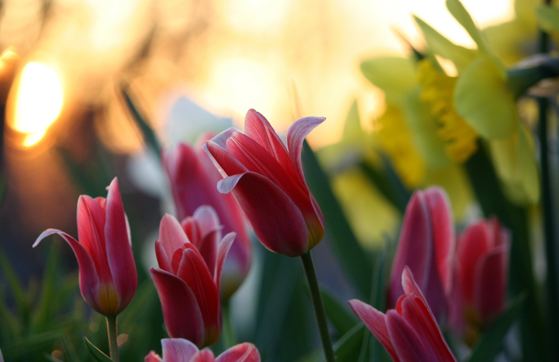 flower nature tulips blur bokeh