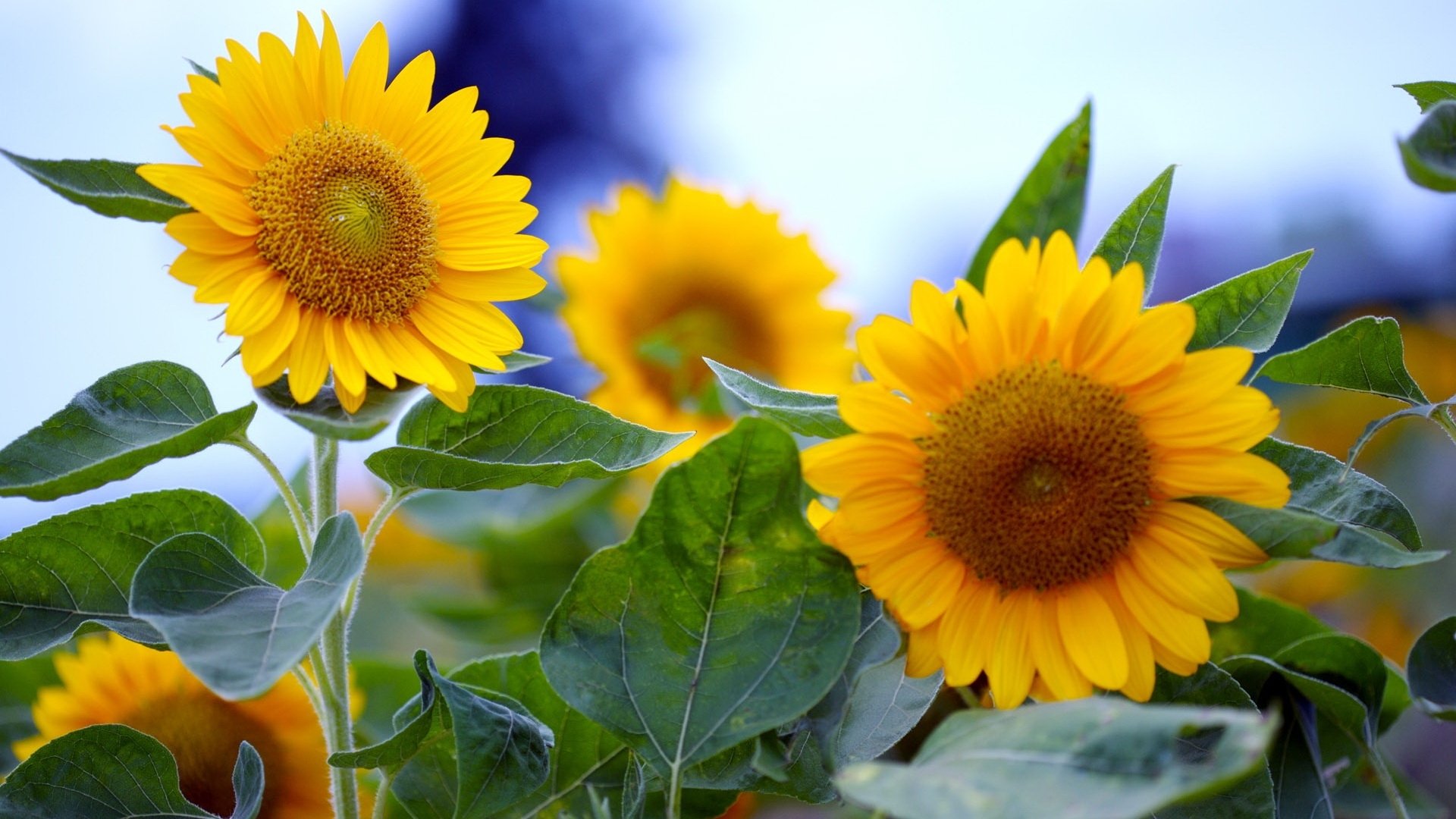 fleurs tournesols été gros plan jaune feuilles