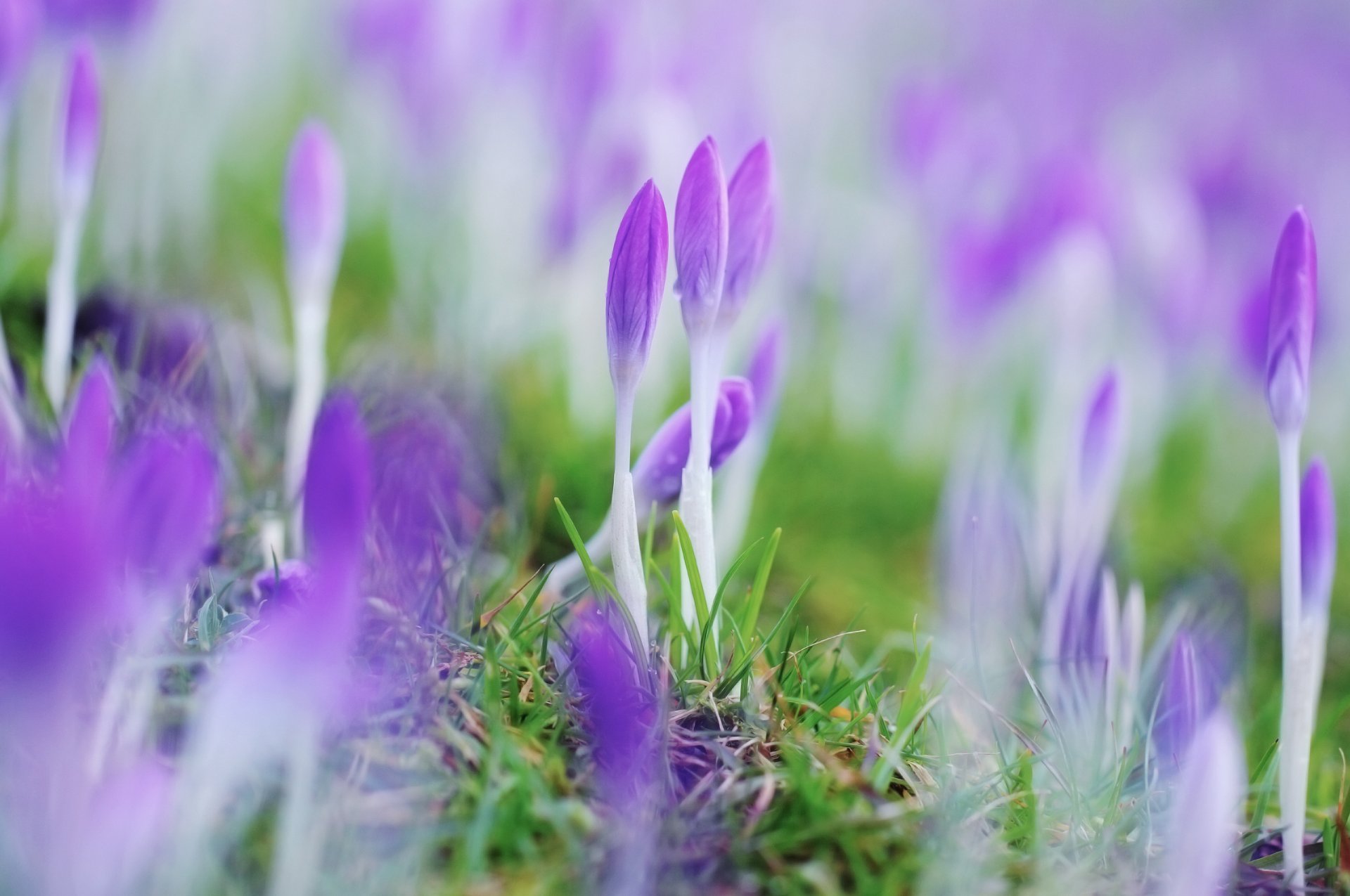 fleurs printemps crocus fermé