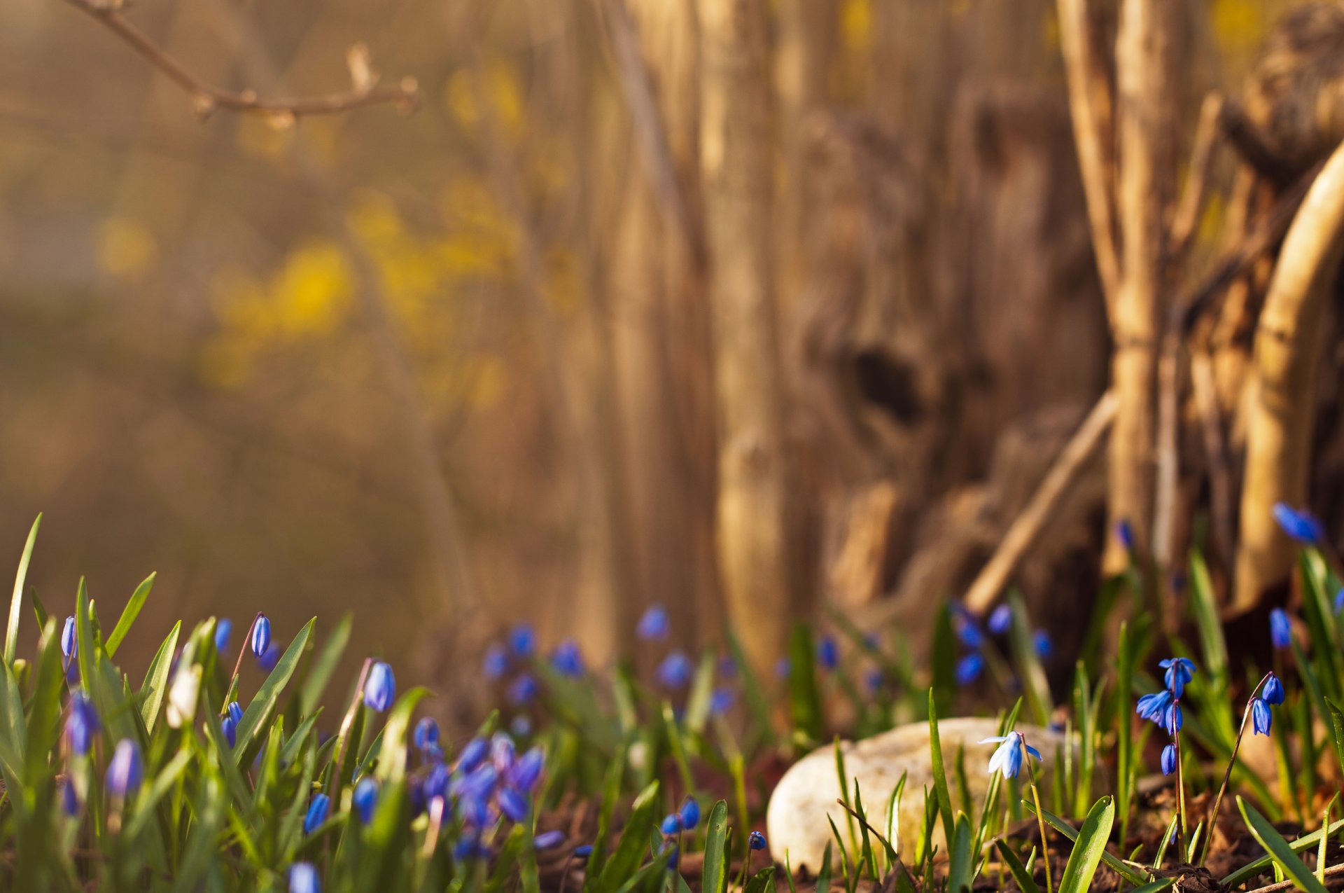 primavera foresta bucaneve blu