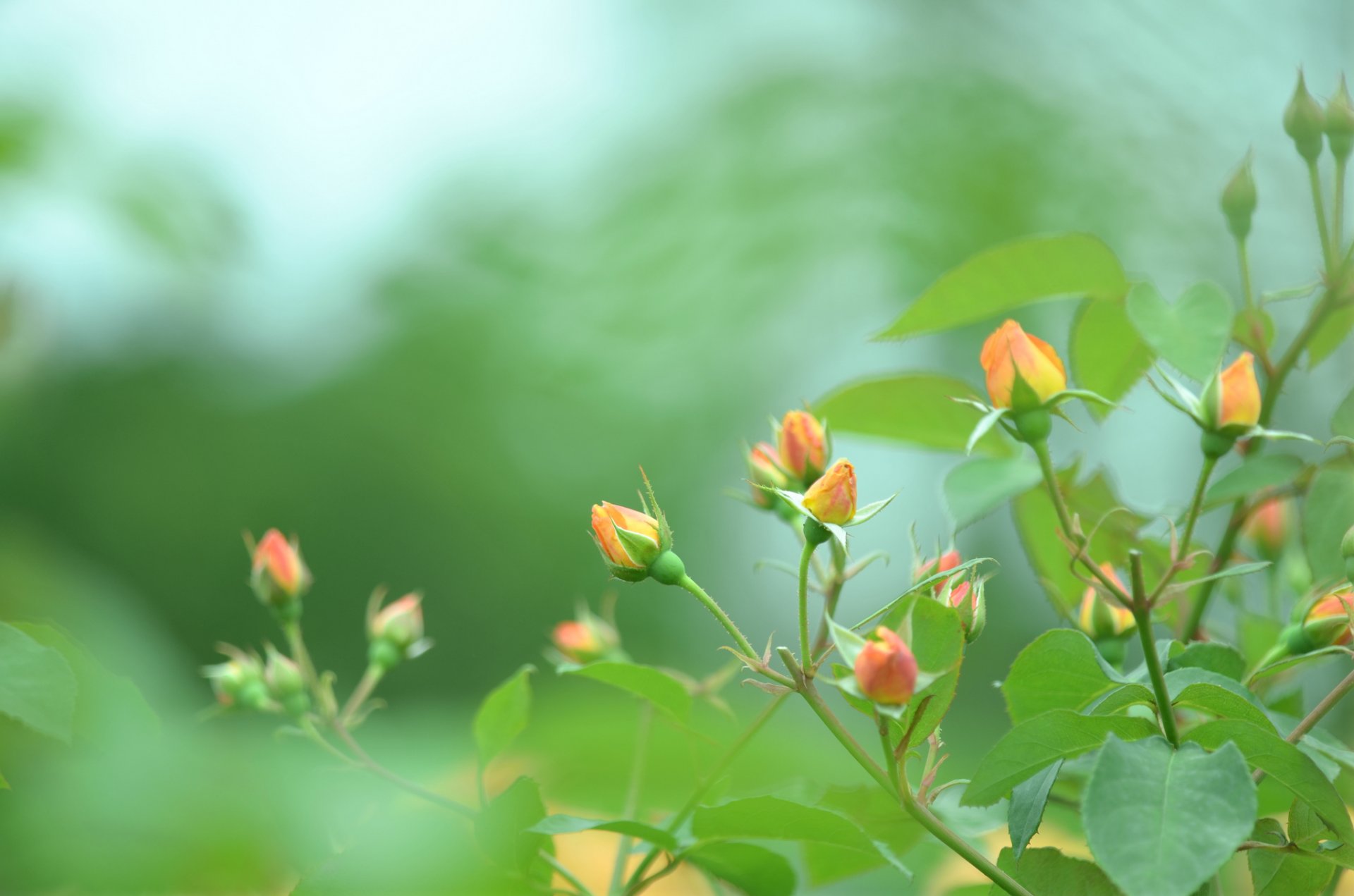 rosas naranja brotes arbusto verde verde naturaleza color desenfoque macro