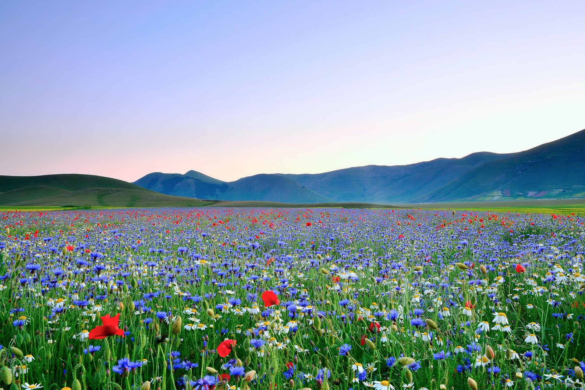 fleurs coquelicots marguerites plantes diverses vallée champ ciel montagnes