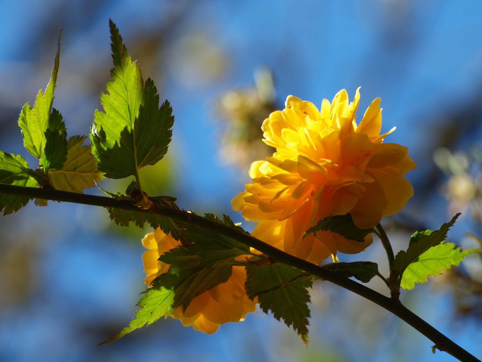 blume zweig baum gelb blätter blütenblätter frühling