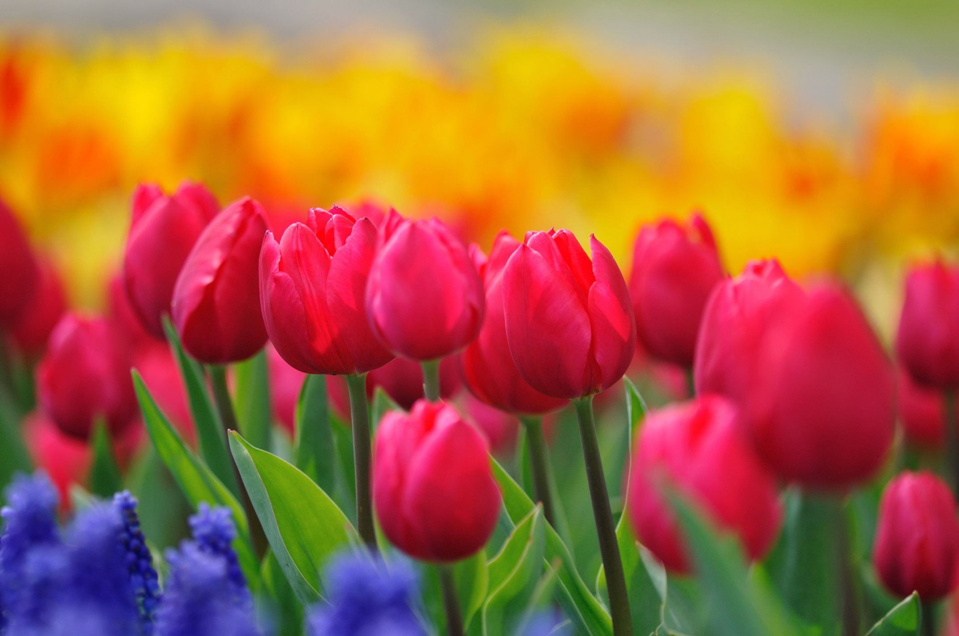 tulpen blumen knospen stiele rosa himbeere gelb hell hyazinthen blau lichtung blüte frühling farben natur