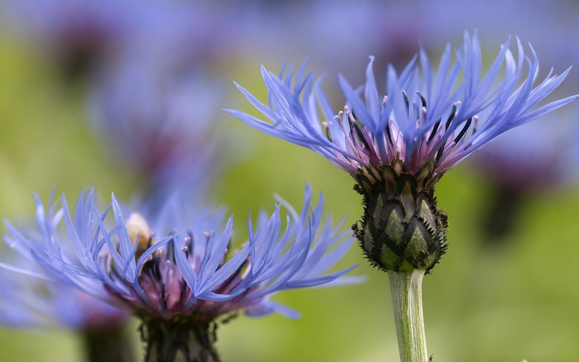 flower close up cornflowers field blue