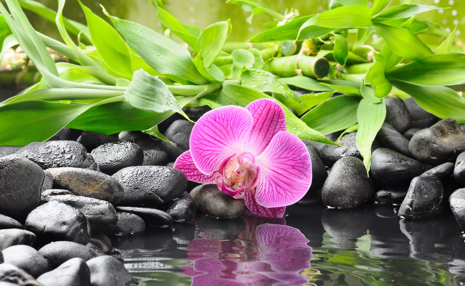 orchid flower stones black bamboo water reflection